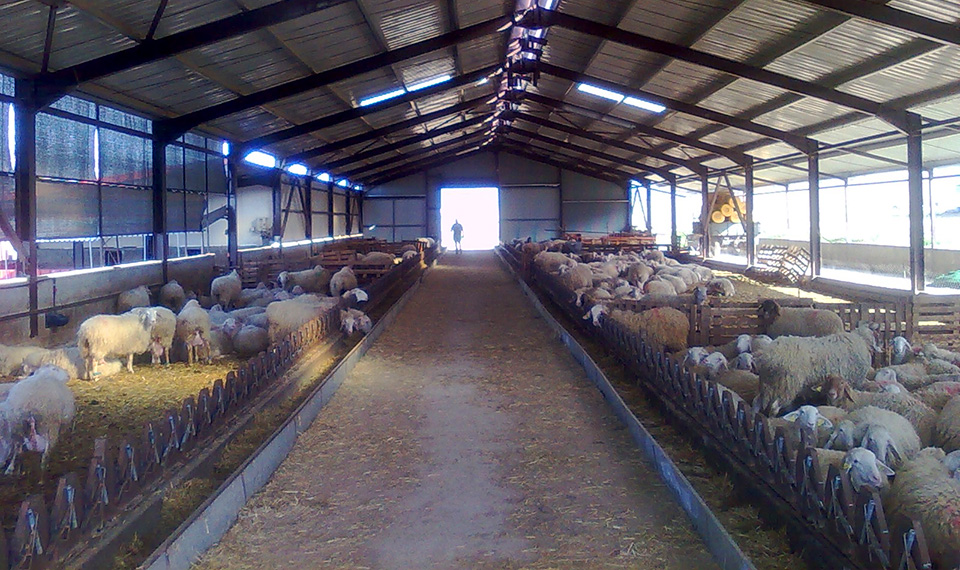 Έκδοση αδειών κτηνοτροφικών εγκαταστάσεων μέχρι τις 12 Μαρτίου